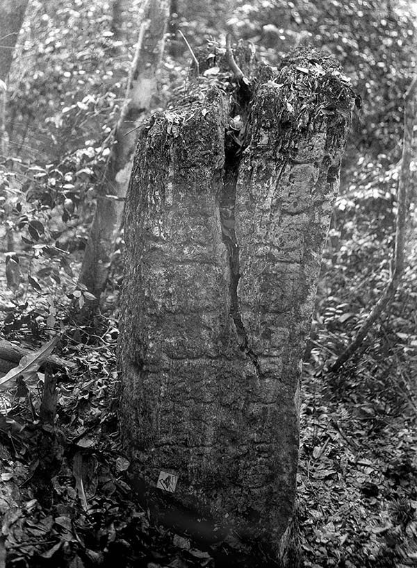 Stela6LaHonradez