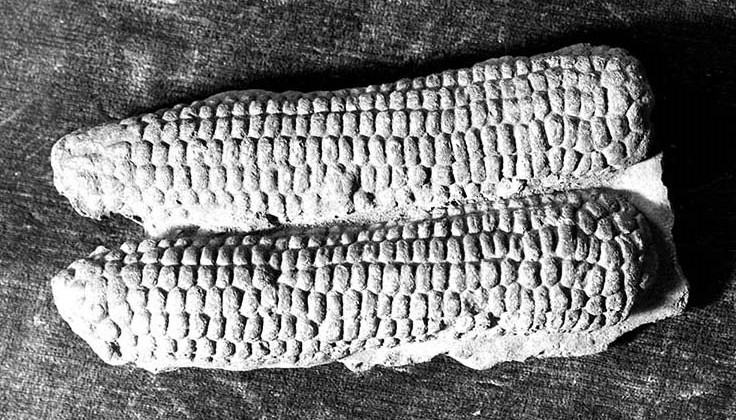 MaizeFuneraryUrnFragment
