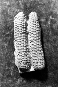 MaizeFuneraryUrnFragment